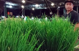 Aktivitas PIOS Kembali Bergairah, Pedagang Tambah Jumlah Stok Barang