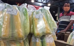Jagung Manis dari Petani Mahal, Pedagang di PIOS Tak Naikan Harga Jual