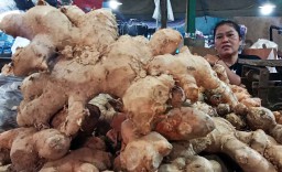 Jahe Ponorogo di PIOS Mulai Langka, Pedagang PIOS Datangkan Stok dari Medan