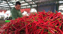 Cabai Merah Bojonegoro Jadi Andalan Pedagang PIOS