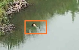Mojokerto Gempar, Wanita Misterius Ditemukan Mengapung di Sungai Brantas