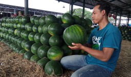 Istimewa! Semangka-semangka Jumbo Penuhi PIOS