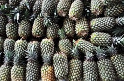 Rasanya Tak Kalah Manis dengan Blitar, Buah Nanas dari Kediri Tersedia di PIOS