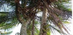 Unik, Ada Pohon Kelapa Bercabang Delapan di Pacitan