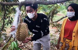 Wisata Kebun Durian Gresik, Pengunjung dapat Nikmati Montong hingga Musang King