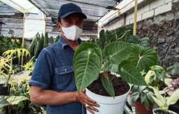 Petani Tanaman Hias Kota Batu Kewalahan Layani Permintaan dari Luar Negeri