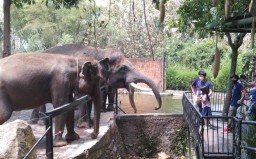 Anak di Bawah 12 Tahun Dibolehkan Masuk, Tempat Wisata Kota Batu Kembali Ramai