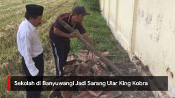 Video: Sekolah di Banyuwangi Jadi Sarang Ular King Kobra