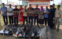 Puluhan Ikan 'Monster' di Jawa Timur Dimusnahkan