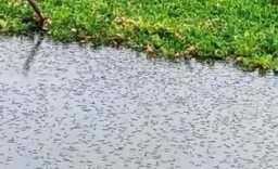 Ikan-ikan di Waduk Selorejo Malang Mati, Warga Geger