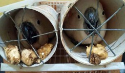Perdagangan Online Satwa Langka di Kota Kediri Dibongkar