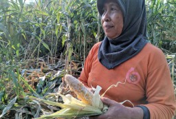 Tanaman Jagung Petani di Ponorogo Rusak, Diduga Akibat Ulah Kera Liar