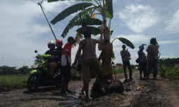 Protes Jalan Rusak, Warga Probolinggo Tanam Pohon Pisang
