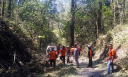 Pohon Tumbang Akibat Angin Kencang di Mojokerto Dievakuasi
