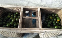 Asyik Memanen Buah Jeruk di Kebun Orang Lain, Dikepung Warga Lalu Menyerah