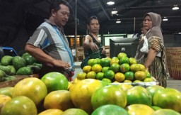 Jeruk Siam di PIOS Laris Manis