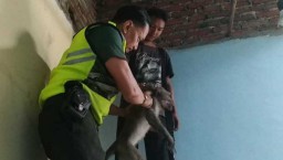 Rusak Rumah Warga di Mojokerto, Seekor Kera Liar Ditembak Mati