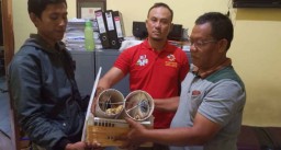 Perdagangan Online Satwa Dilindungi di Malang Terbongkar