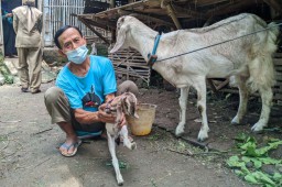 Heboh Kambing Berkaki Dua di Ponorogo