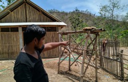 Dua Kambing di Ponorogo Mati Terkoyak, Diduga Diserang Hewan Buas