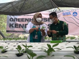 Mahasiswa UMSurabaya Gagas Kampoeng Hidroponik di Tengah Kota