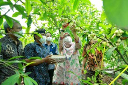 Menengok Kampung Jambu di Banyuwangi