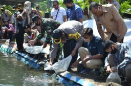 Selokan Kotor di Kota Probolinggo Disulap Jadi Kolam Ikan Nila