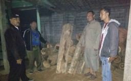 Disergap saat Pengangkutan, Puluhan Gelondong Kayu Jati Disita