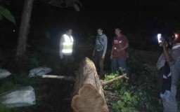 Pencurian Kayu Jati di Taman Nasional Baluran Digagalkan