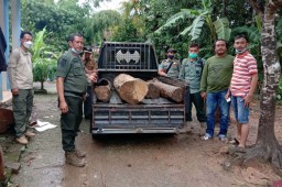 Simpan Kayu Jati Ilegal, Rumah Warga di Banyuwangi Digerebek