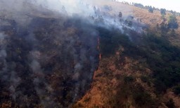 Penampakan 3 Ekor Macan 'Gagalkan' Pemadaman Api di Gunung Ringgit