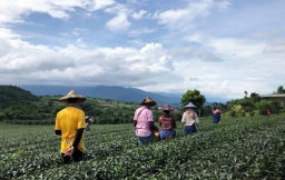 Mencicipi Aneka Olahan Daun Teh di Agro Wisata Chulu Taiwan