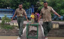 Empat Ekor Kera Panjang Diamankan Petugas BKSDA di Madiun