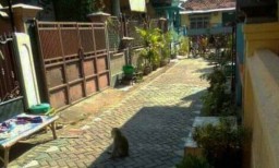 Kampung di Kota Probolinggo ini Diteror Kera Liar