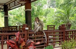 Gerakan Suguh Wanara, Jumat Berbagi untuk Kera Liar di Mendit Malang