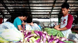 PIOS Terima Suplai Terong Berkualitas Terbaik dari Gresik dan Kediri