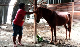 Kisah Kusir Dokar saat Kunjungan Peziarah di Makam Sunan Giri Ditutup