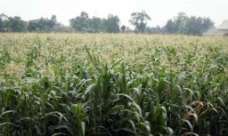 Hama Tikus Rusak Perkebunan Jagung di Ponorogo