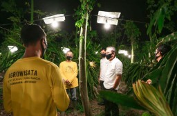 Program Elektrifikasi Buah Naga di Banyuwangi Sabet Penghargaan