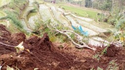 Longsor Terjadi di Ngawi Timbun Persawahan