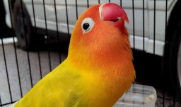 Gairah Peternak Love Bird Pasuruan di Tengah Anjloknya Harga Pasaran