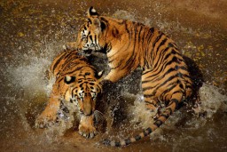 Imbas PPKM, Maharani Zoo dan Goa Lamongan Buka Donasi untuk Merawat 900 Satwa