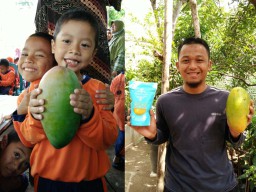 Wuih! Ada Mangga Raksasa di Ponorogo
