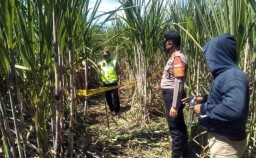 Mayat Telanjang di Ladang Tebu Gegerkan Warga Sidoarjo