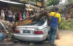 Mobil hingga Truk Tertimpa Pohon di Mojokerto, Satu Orang Terluka