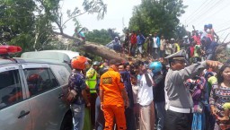 Wow, Ada Satgas Pohon Tumbang di Banyuwangi