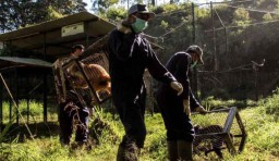 7 Ekor Lutung Jawa Bakal Dilepasliarkan di Hutan Coban Talun