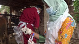 Sapi di Dua Dusun Tulungagung Mati Mendadak, Petugas Ambil Sampel