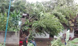 37 Rumah di Pacitan Rusak Akibat 'Amukan' Angin