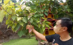 10 Tanaman Hias Pembawa Hoki Versi Pakar Fengsui Kota Pasuruan